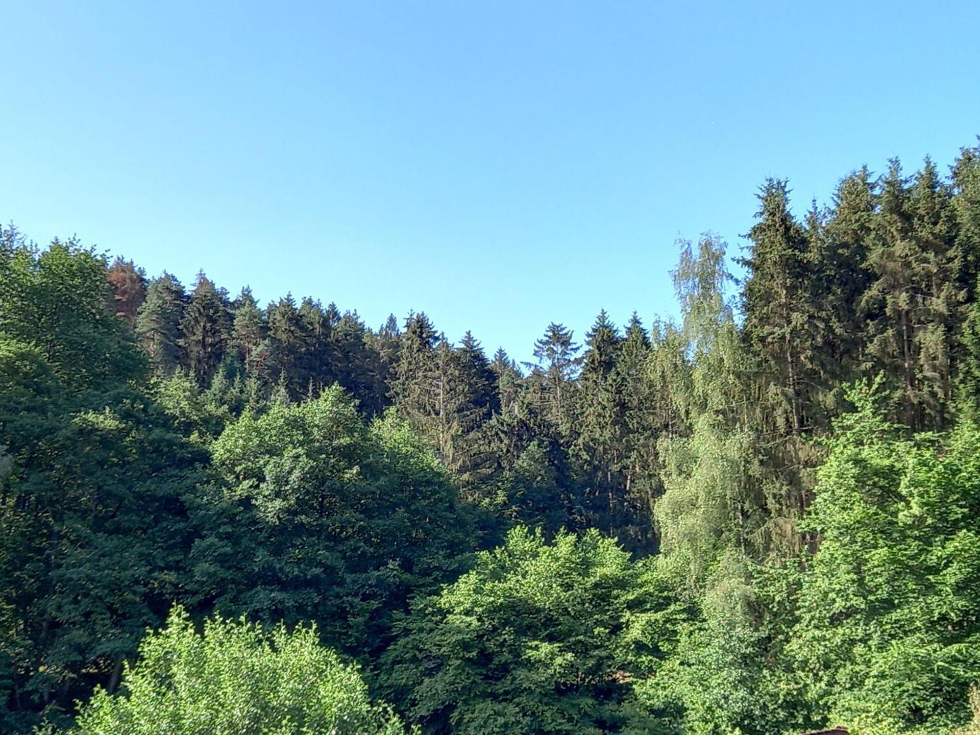 Ferienwohnung Waldblick Trassem Экстерьер фото